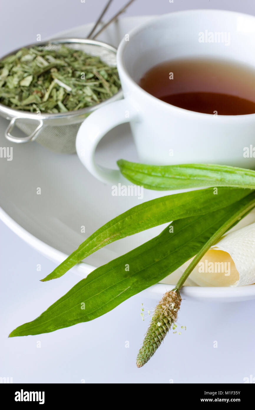 Remède fait maison - herbal tea plantain (Plantago lanceolata) sur le fond blanc - soins de santé et de traitement médical Banque D'Images