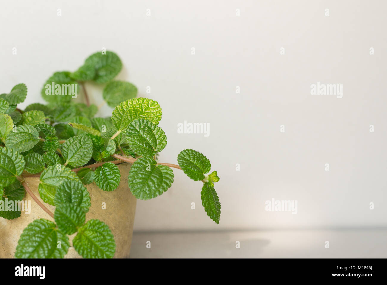 Nature vert frais avec les tableaux blancs en arrière-plan, l'espace de copie pour le texte Banque D'Images