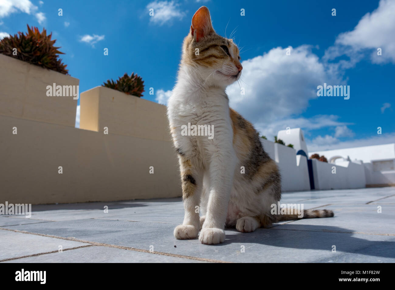 Cat à Sun City à Oia Santorini Banque D'Images