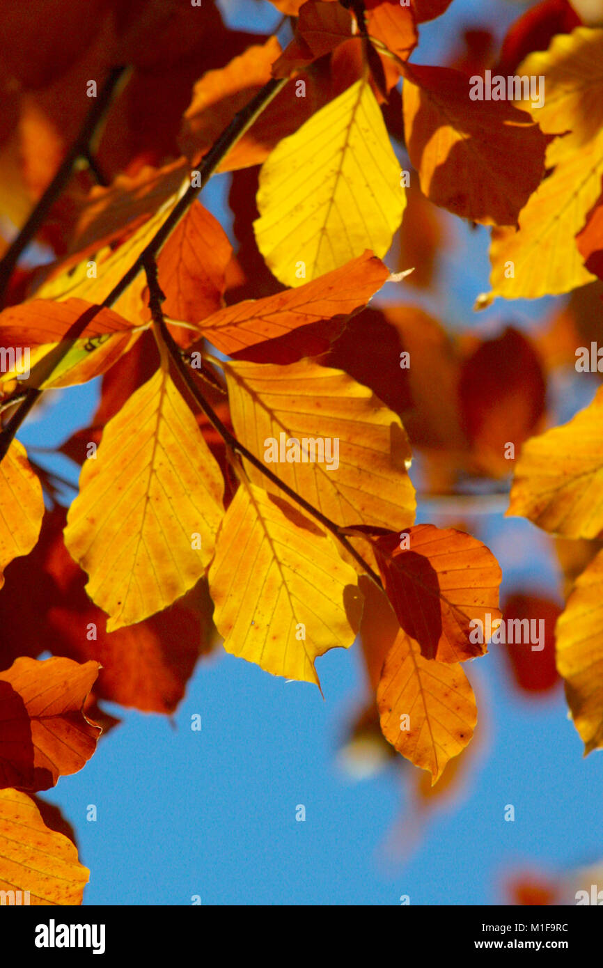 Les feuilles d'automne contre un ciel bleu Banque D'Images