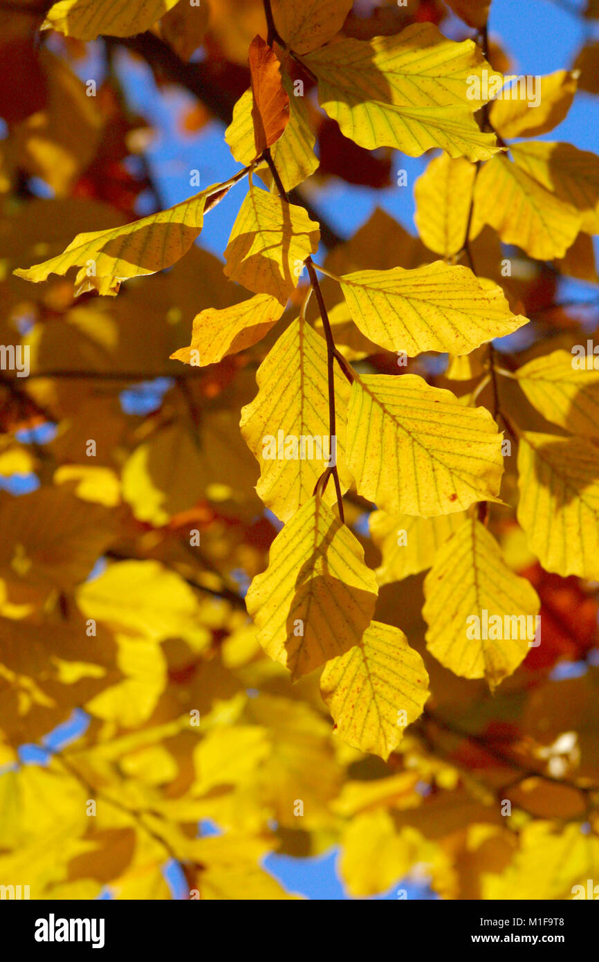 Les feuilles d'automne contre un ciel bleu Banque D'Images