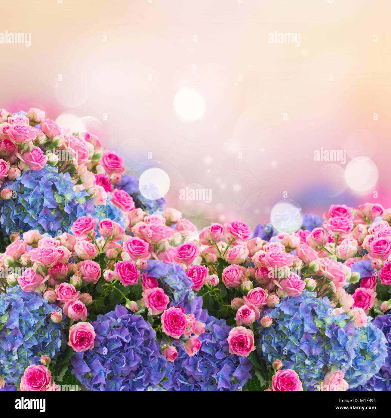 Bouquet de roses roses fraîches et fleurs bleu hortenzia sur fond rose fansy, fantasy garden Banque D'Images