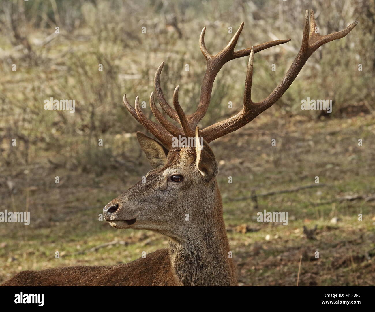 L'ouest de Red Deer (Cervus elaphus elaphus) Chef des mâles adultes de Parque Natural Sierra de Andujar, Jaen, Espagne Janvier Banque D'Images