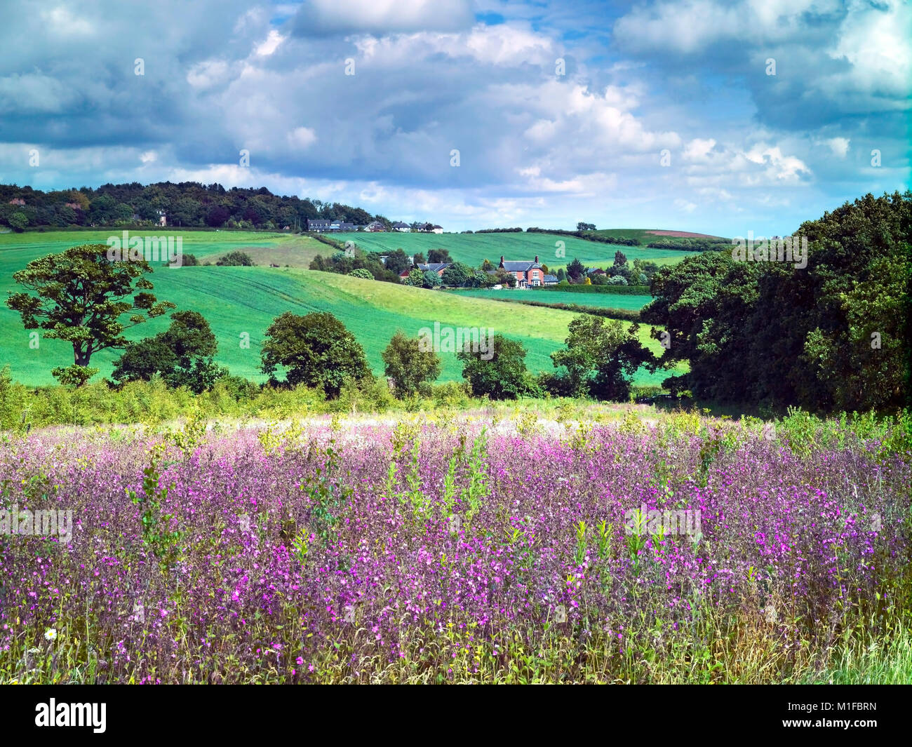 Une vue d'été de la campagne du Cheshire vallonnée, England, UK Banque D'Images