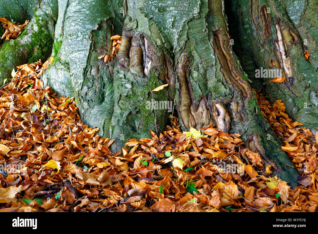 Une vue d'automne les feuilles tombées des arbres noueux contre les racines. Banque D'Images