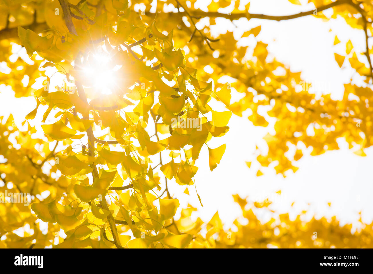 Le Ginkgo biloba, communément appelé le ginkgo ou le gingko, également connu sous le nom de l'arbre de ginkgo ou l'arbre aux 40 écus, la seule espèce vivante à la division Ginkg Banque D'Images