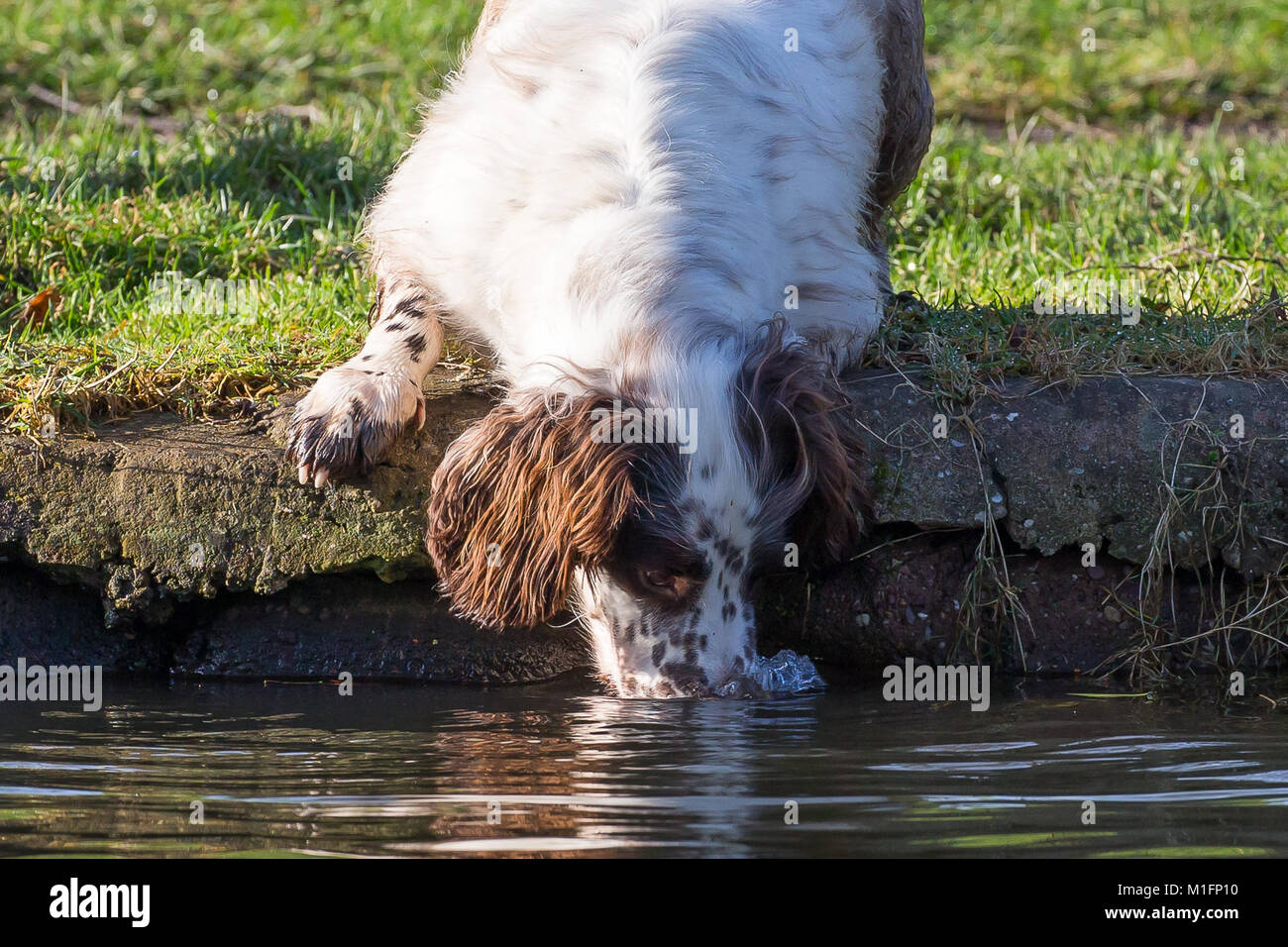 Kidderminster, UK. 30 janvier, 2018. Météo France : le soleil est une invitation ouverte à tout le monde de se débarrasser de ces blues Janvier et commencer à profiter de la piscine en plein air de l'environnement. Pour tous ceux qui souffrent de trouble affectif saisonnier (TAS), il n'est sûrement pas mieux guérir que d'enfiler les woollies d'hiver et d'apprécier les rayons de soleil d'hiver. Credit : Lee Hudson/Alamy Live News Banque D'Images Kidderminster, UK. 30 janvier, 2018. Météo France : le soleil est une invitation ouverte à tout le monde de se débarrasser de ces blues Janvier et commencer à profiter de la piscine en plein air de l'environnement. Pour tous ceux qui souffrent de trouble affectif saisonnier (TAS), il n'est sûrement pas mieux guérir que d'enfiler les woollies d'hiver et d'apprécier les rayons de soleil d'hiver. Credit : Lee Hudson/Alamy Live News Banque D'Images