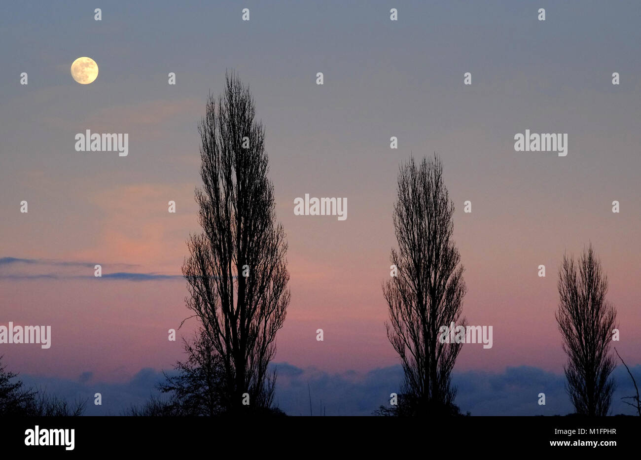 Chalvington, UK. 30Th Jan, 2018. La lune silhouetting peuplier dans l'East Sussex, à la veille de demain est rare super blue moon. Crédit : Peter Cripps/Alamy Live News Banque D'Images