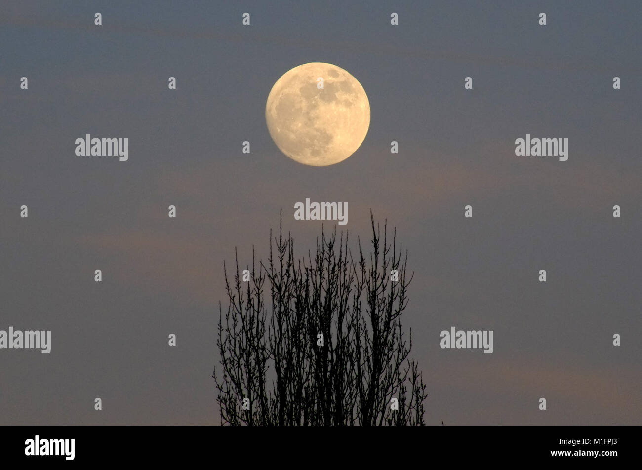 Chalvington, UK. 30Th Jan, 2018. La lune silhouetting peuplier dans l'East Sussex, à la veille de demain est rare super blue moon. Crédit : Peter Cripps/Alamy Live News Banque D'Images