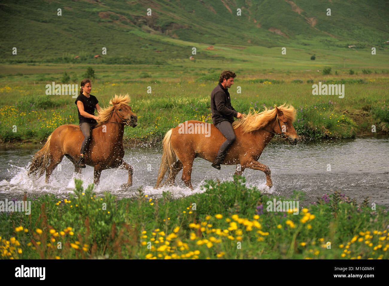 L'Islande. Geysir. Couple riding chevaux Islandais à travers un ruisseau. Banque D'Images