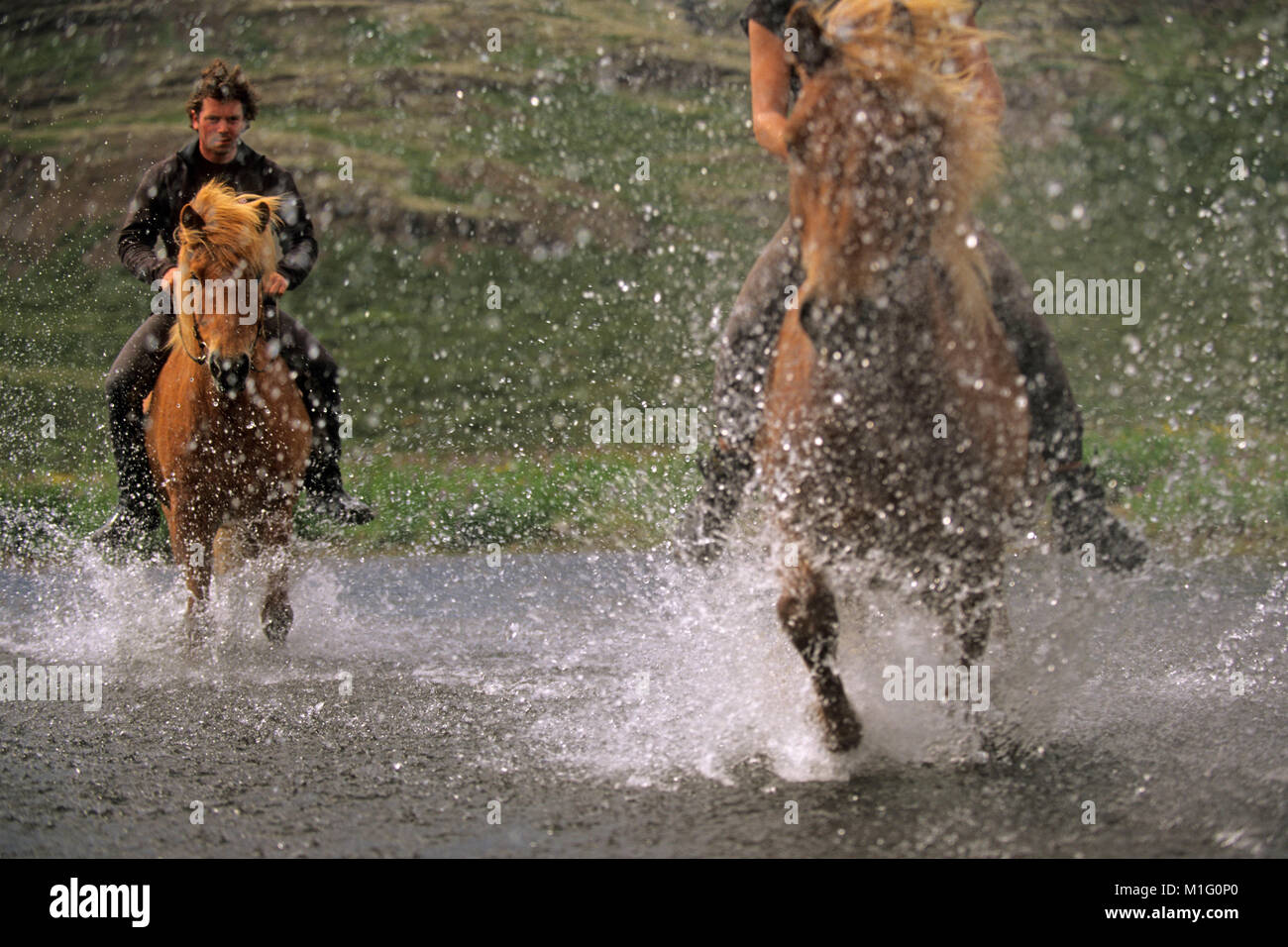 L'Islande. Geysir. Couple riding chevaux Islandais à travers un ruisseau. Banque D'Images