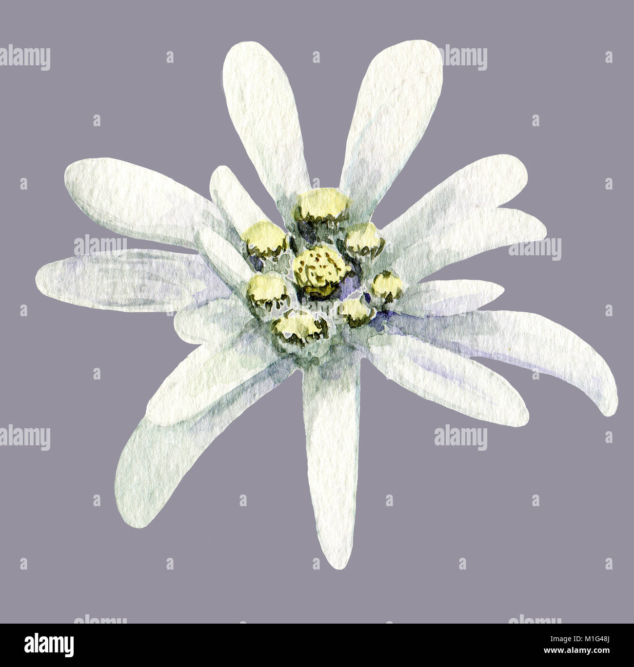 Fleur d'Edelweiss. Illustration de l'aquarelle à la main sur fond blanc. Banque D'Images