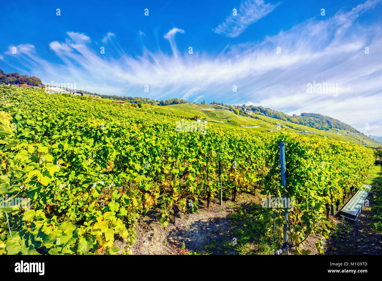 Vue panoramique du vignoble d'automne terrasses près de Genève lac de la journée ensoleillée. Région Lavaux, Suisse Banque D'Images