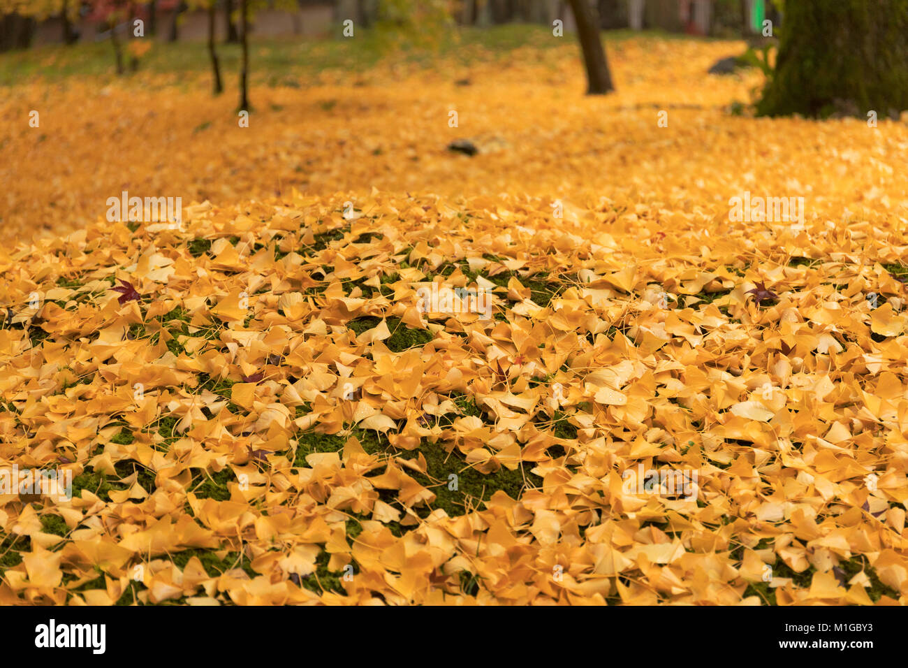 Tombée feuilles jaunes du ginkgo biloba, communément appelé le gingko, également connu sous le nom de l'arbre de ginkgo ou l'arbre aux 40 écus, la seule espèce vivante dans le Banque D'Images