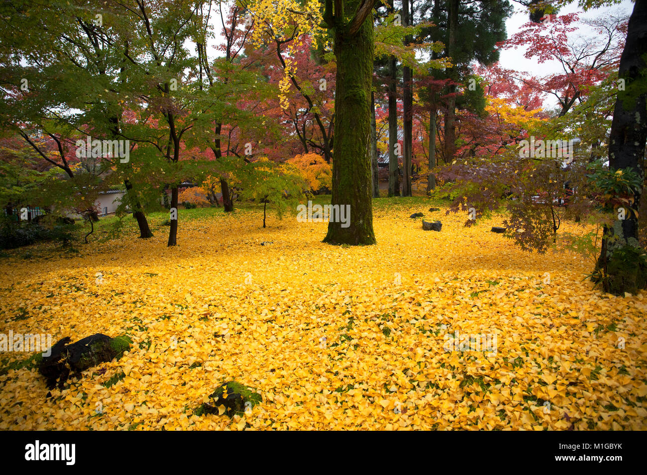 Tombée feuilles jaunes du ginkgo biloba, communément appelé le gingko, également connu sous le nom de l'arbre de ginkgo ou l'arbre aux 40 écus, la seule espèce vivante dans le Banque D'Images