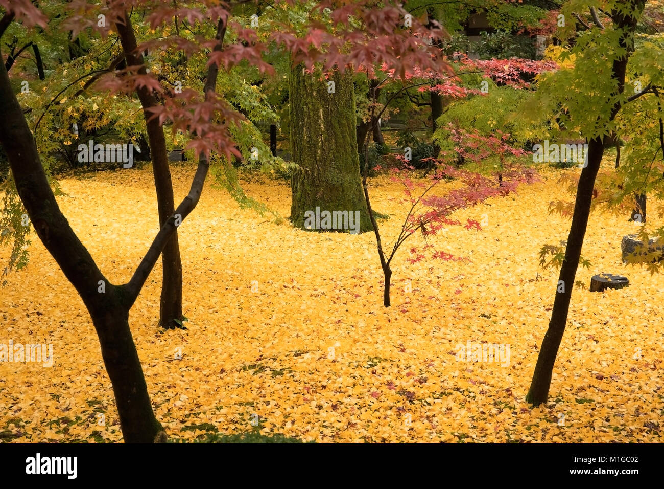 Tombée feuilles jaunes du ginkgo biloba, communément appelé le gingko, également connu sous le nom de l'arbre de ginkgo ou l'arbre aux 40 écus, la seule espèce vivante dans le Banque D'Images