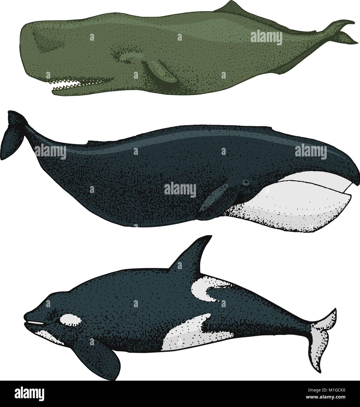 Les baleines bleues. Les créatures marines. Rorquals à bosse, la baleine boréale, et killer et de sperme, Northern Bottlenose. Vue sur la mer et les animaux. gravés à la main dans de vieux croquis et de l'esprit vintage. Illustration de Vecteur