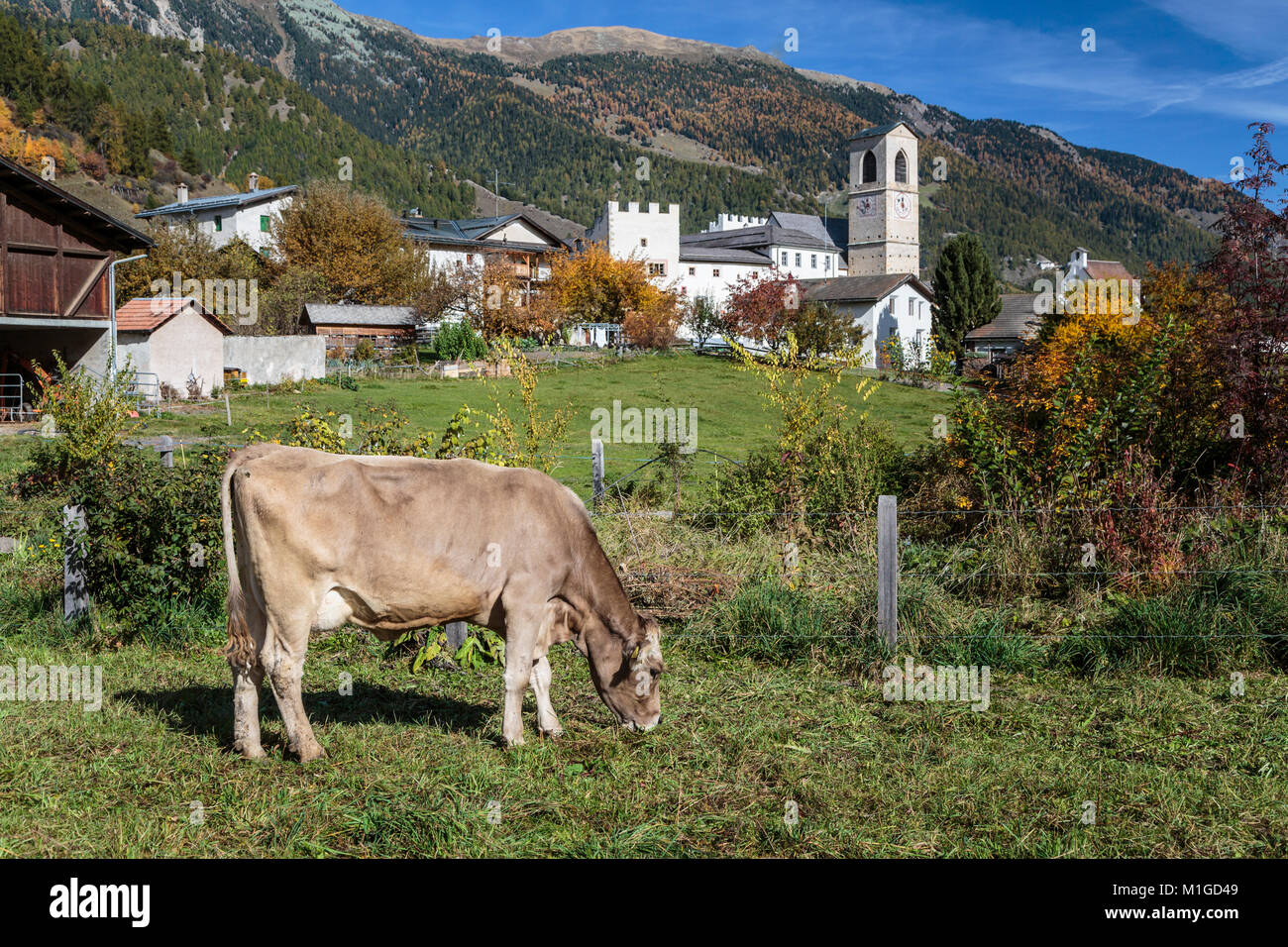 Vaches qui paissent près de Müstair, un village dans le Val Müstair municipalité dans le district d'Inn dans le canton suisse des Grisons, Suisse, Europe. Banque D'Images