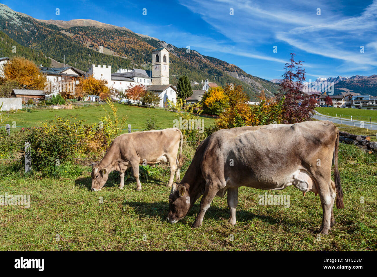 Vaches qui paissent près de Müstair, un village dans le Val Müstair municipalité dans le district d'Inn dans le canton suisse des Grisons, Suisse, Europe. Banque D'Images