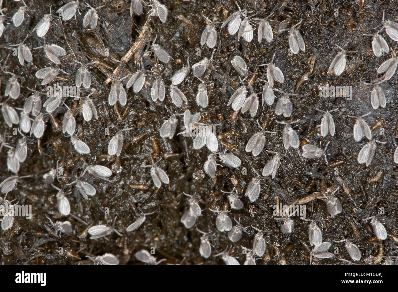 Abortfliege Filterfliege Schmetterlingsmücke,,, Massenschlupf stark auf einem der Zersetzung dans Pferdeapfel befindlichen, Kot, Psychod en Banque D'Images