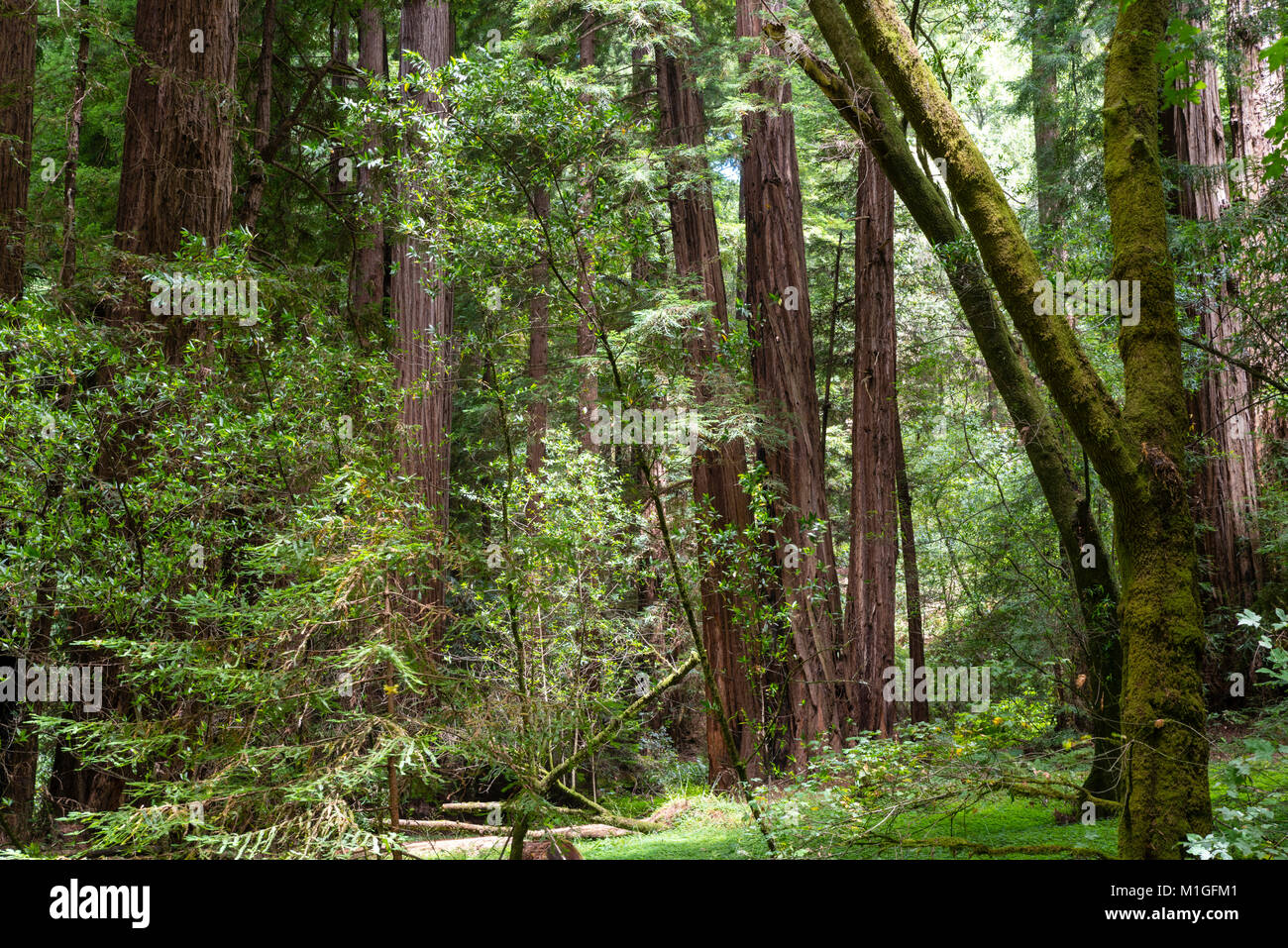 Photographie de Muir Woods National Monument, Mill Valley, Californie, USA. Banque D'Images