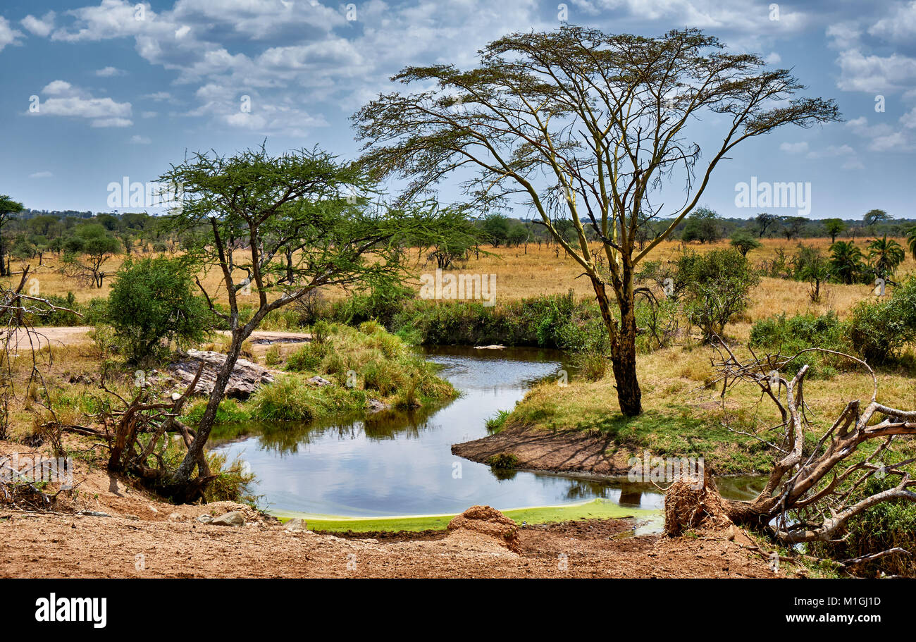 Paysage dans le Parc National du Serengeti, UNESCO World Heritage site, Tanzania, Africa Banque D'Images