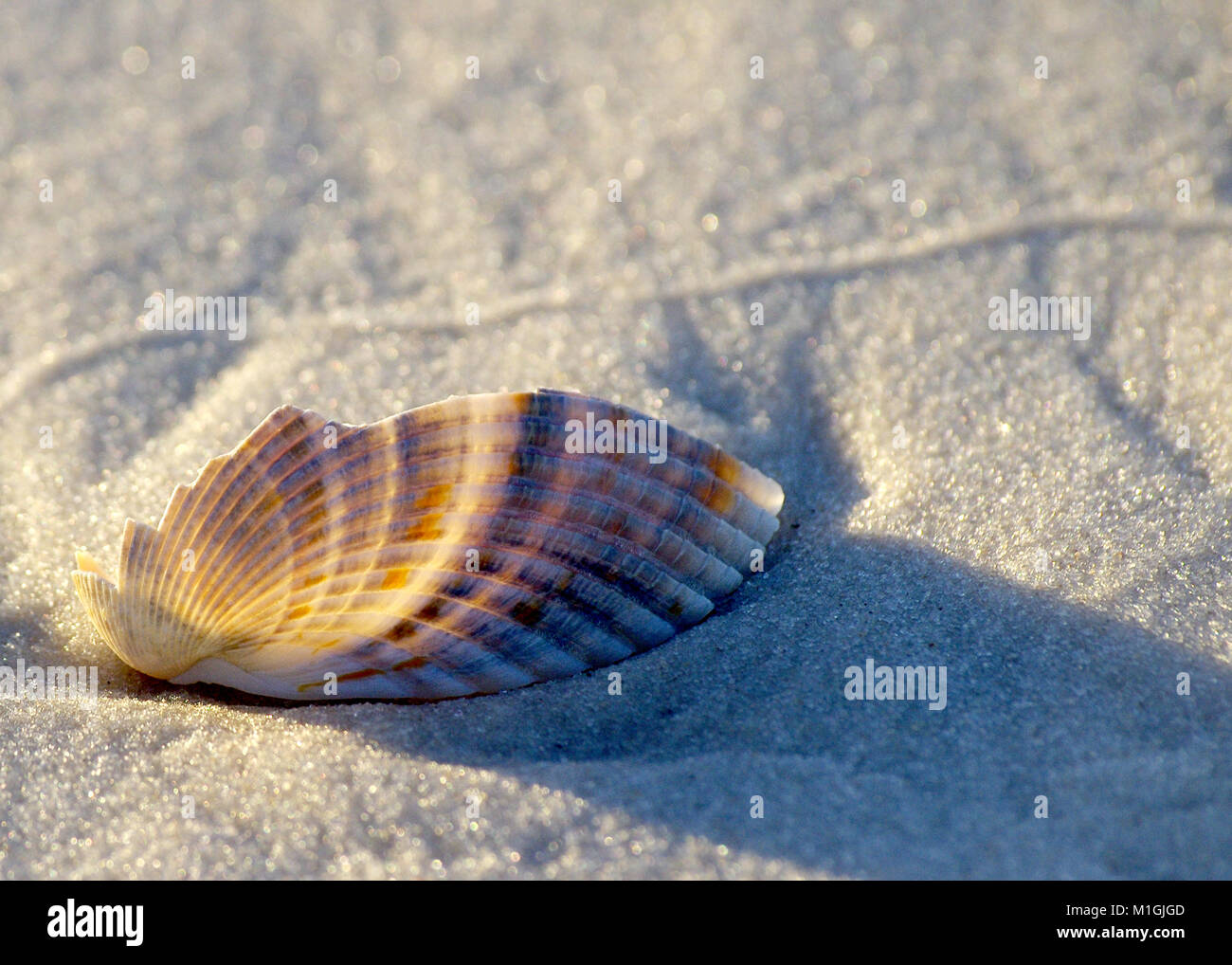 Seashell on beach Banque D'Images