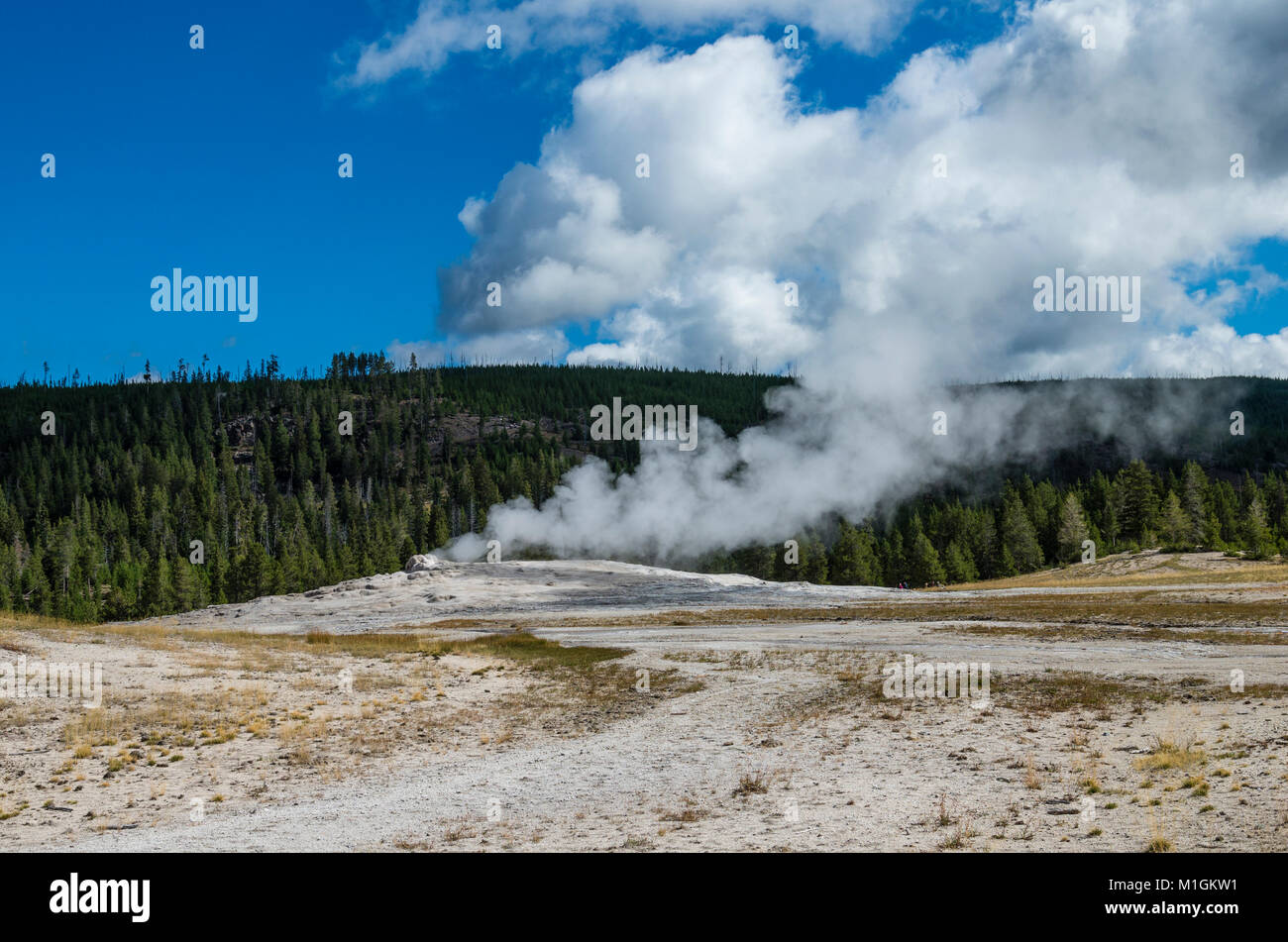 Panache de vapeur à Old Faithful Geyser, upper geyser basin. Le Parc National de Yellowstone, Wyoming, USA Banque D'Images