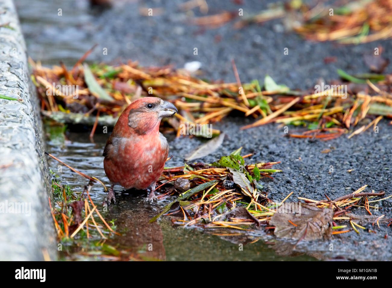 Bec-croisé des sapins (Loxia pytyopsittacus Parrot), homme, boire, Shetland, Scotland, UK. Banque D'Images