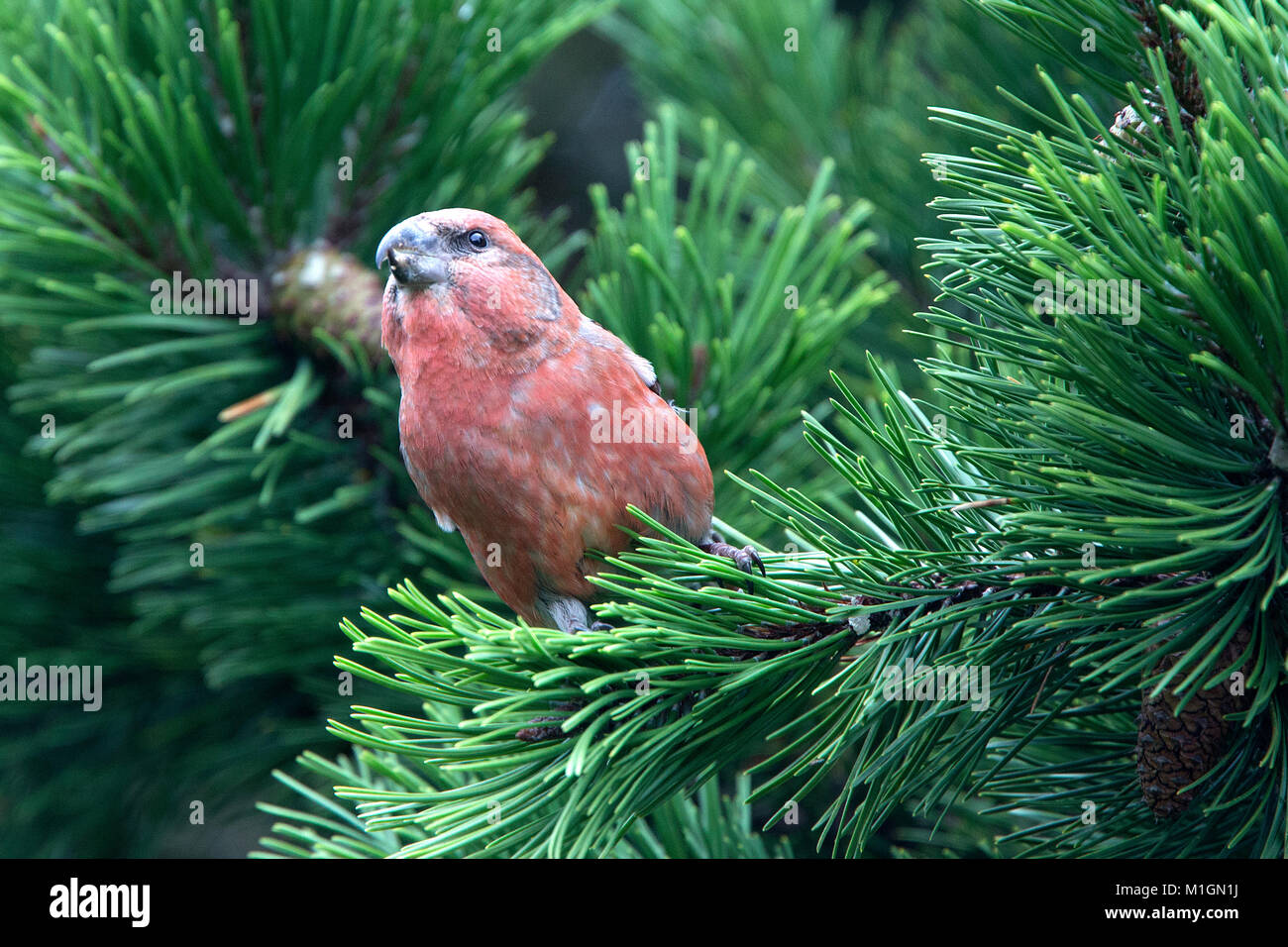 Bec-croisé des sapins (Loxia pytyopsittacus Parrot), homme, Shetland, Scotland, UK. Banque D'Images