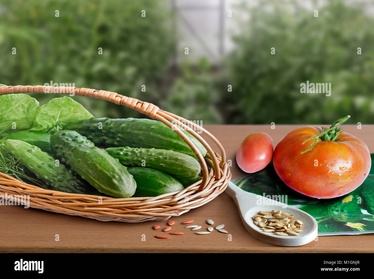 Graines et fruits de concombres et de tomates dans l'arrière-plan flou de la serre. Banque D'Images