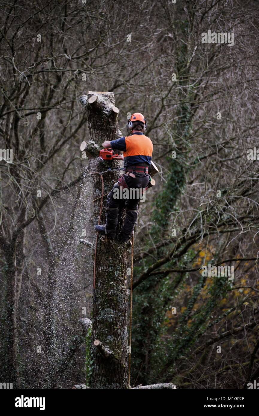 Homme travaillant dans des vêtements de protection, l'escalade d'un arbre et de l'exécution de travaux à la tronçonneuse d'antenne, l'ébranchage, l'élagage, sectionnant l'arbre, Pays de Galles, Royaume-Uni Banque D'Images