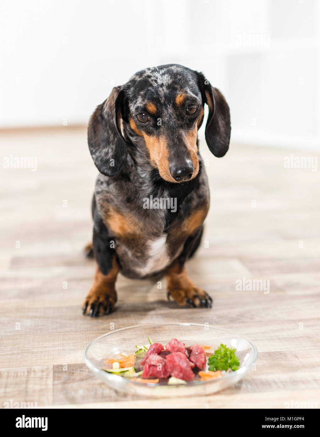 Teckel à poil court. Des profils assis devant un plat en verre avec de la viande crue et les légumes. L'Allemagne. Restriction : pas de guides pour les soins des animaux jusqu'à 9/2018 Banque D'Images