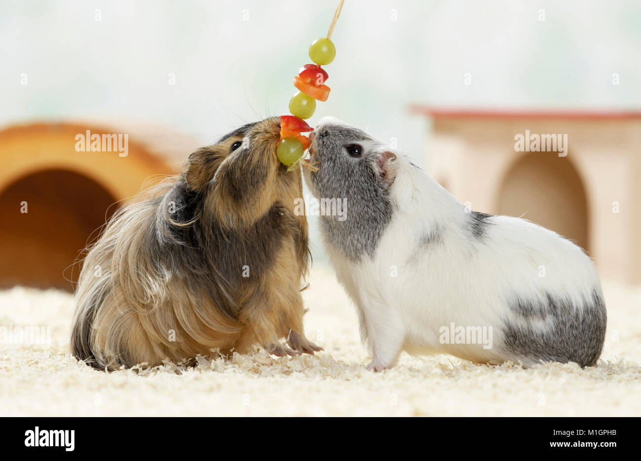 Cobaye, Cavie. Deux adultes (à poil lisse et poil long) manger des fruits et légumes sur une brochette. Allemagne Banque D'Images
