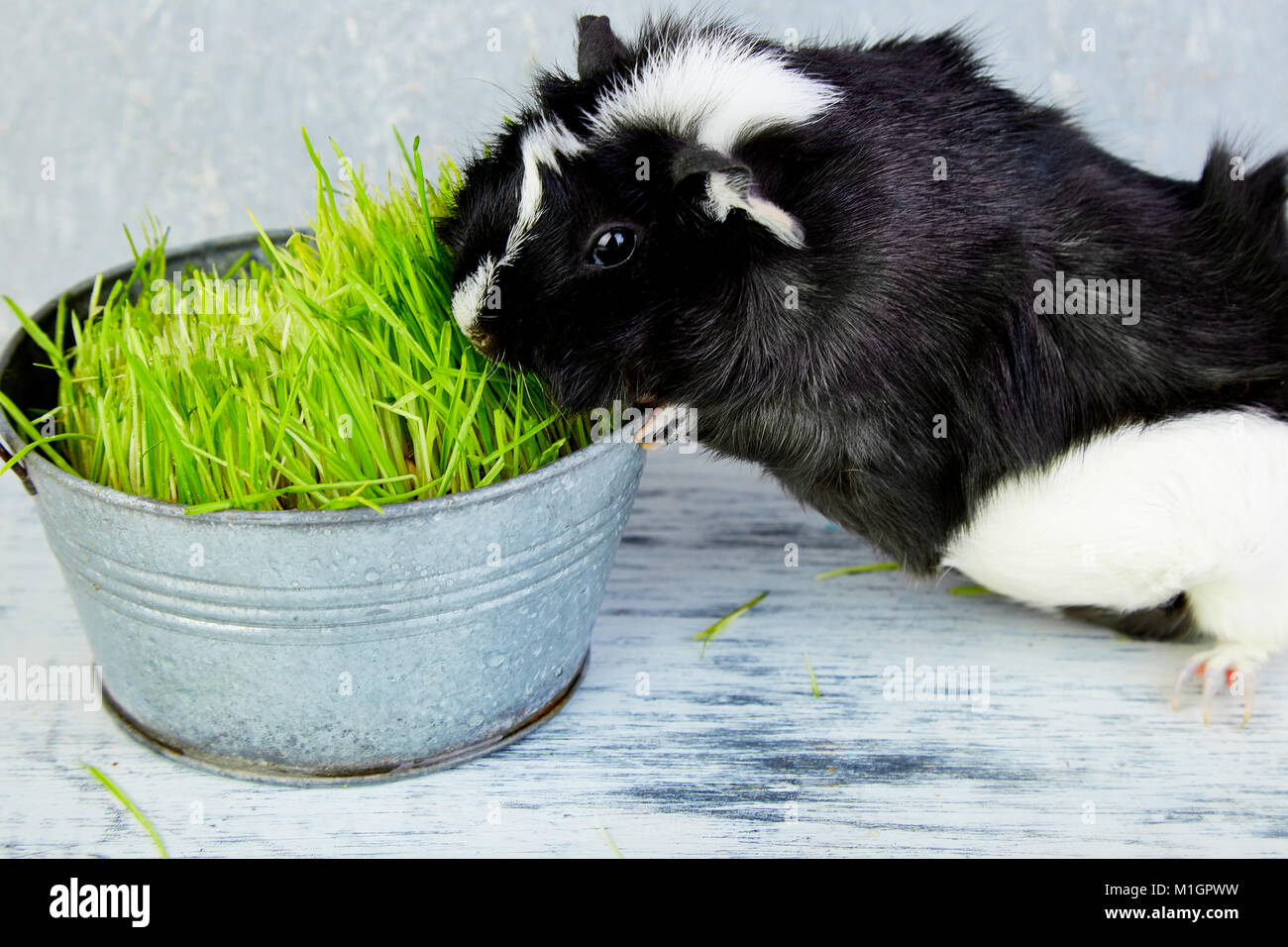 Blacck cochon près de vase avec de l'herbe fraîche. Foto Studio. Banque D'Images