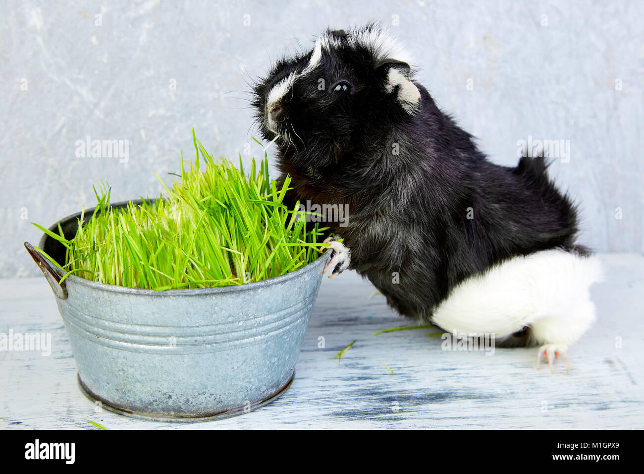 Blacck cochon près de vase avec de l'herbe fraîche. Foto Studio. Banque D'Images