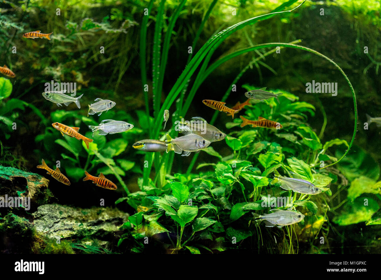 L'Afrique de l'Aquarium d'eau douce avec ardillon bagués (Enteromius fasciolatus) et à queue jaune (Alestopetersius caudalis Tetras africaine). Banque D'Images