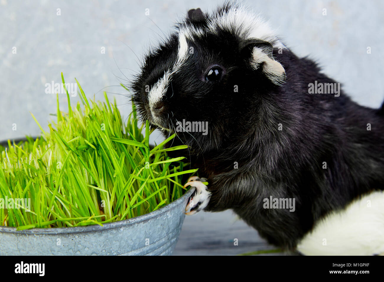 Blacck cochon près de vase avec de l'herbe fraîche. Foto Studio. Banque D'Images