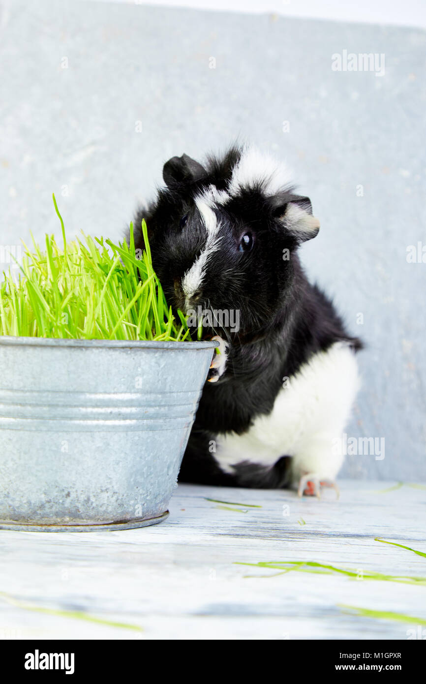 Blacck cochon près de vase avec de l'herbe fraîche. Foto Studio. Banque D'Images