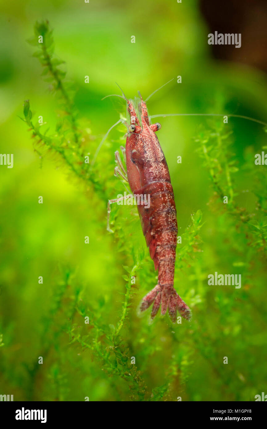 Crevette cerise (Neocaridina davidi var. rouge) dans un aquarium, sur les plantes aquatiques.. Banque D'Images