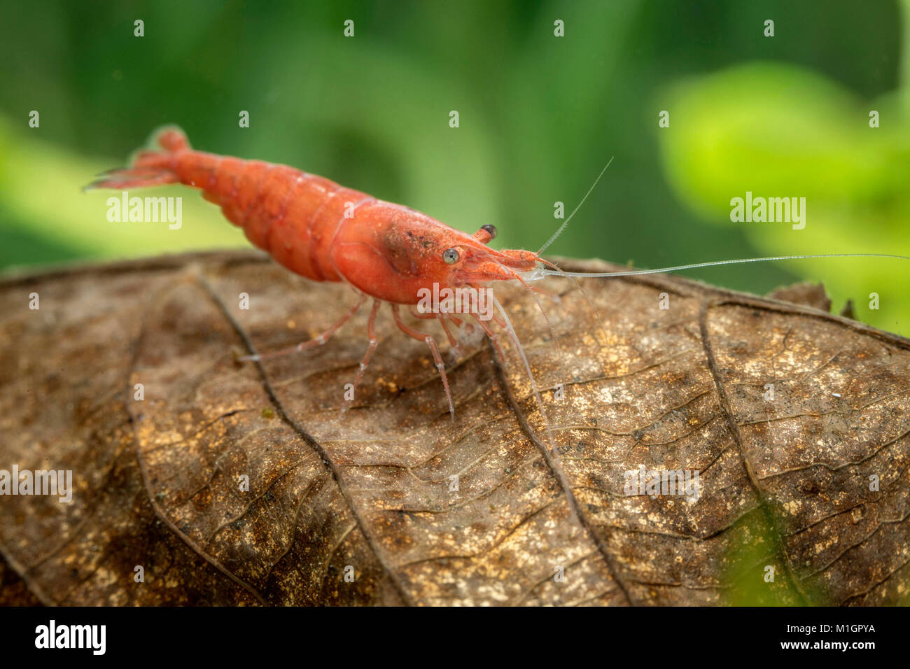 Crevette cerise (Neocaridina davidi var. rouge) dans un aquarium, sur les plantes aquatiques.. Banque D'Images