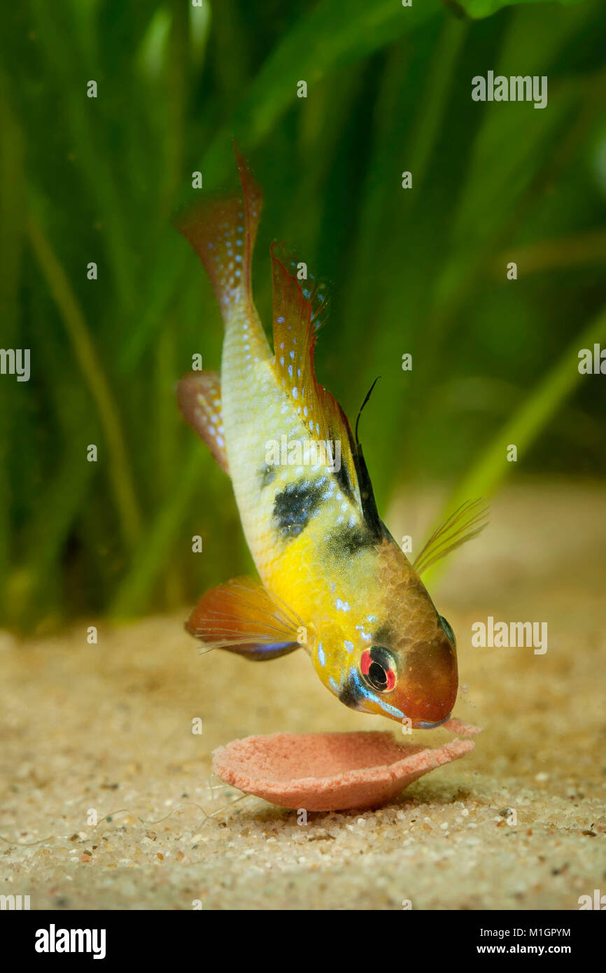 Mikrogeophagus ramirezi cichlidés (ram) dans un aquarium, grignoter un comprimé de la nourriture pour poissons Banque D'Images