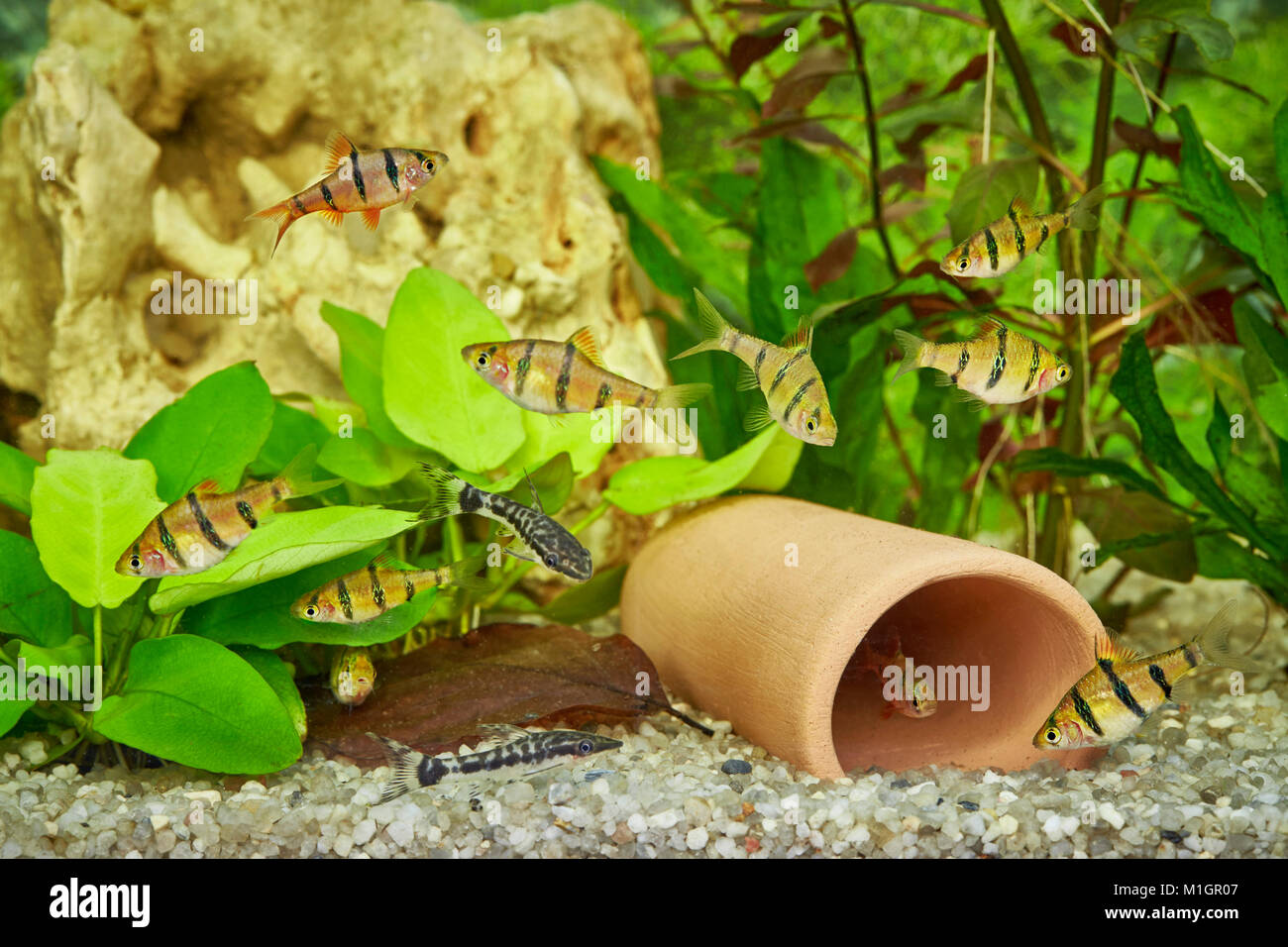 Aquarium d'eau douce avec six-banded Tiger Barbs (Enteromius fasciolatus) et de poissons-chats (Macrotocinclus Suckermouth spec.). Banque D'Images
