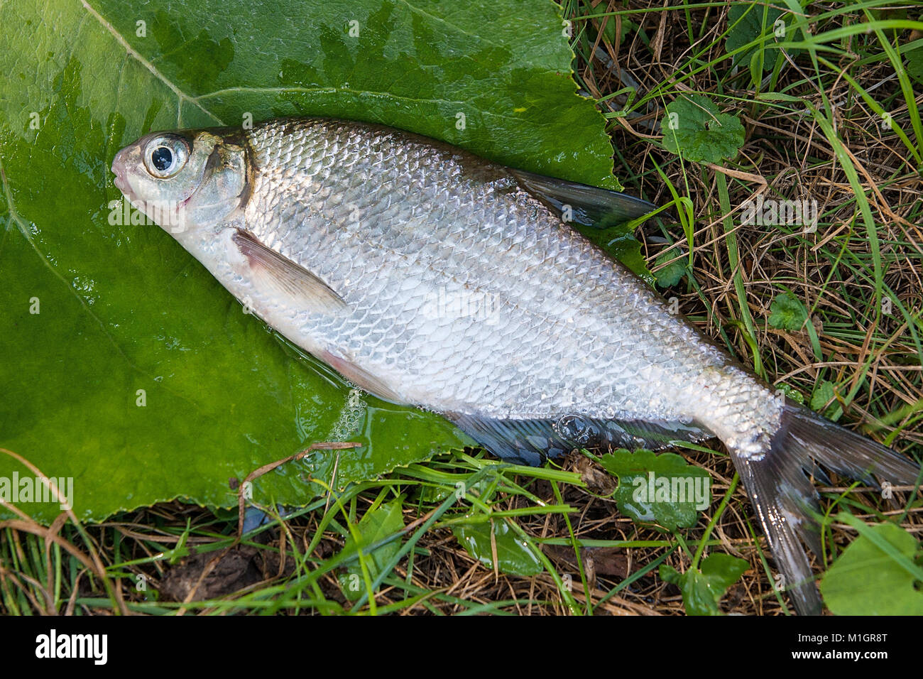 Vue rapprochée de la juste pris de l'eau blanche d'eau douce Poissons d'argent daurade ou Blicca bjoerkna connus comme sur l'herbe verte. Banque D'Images