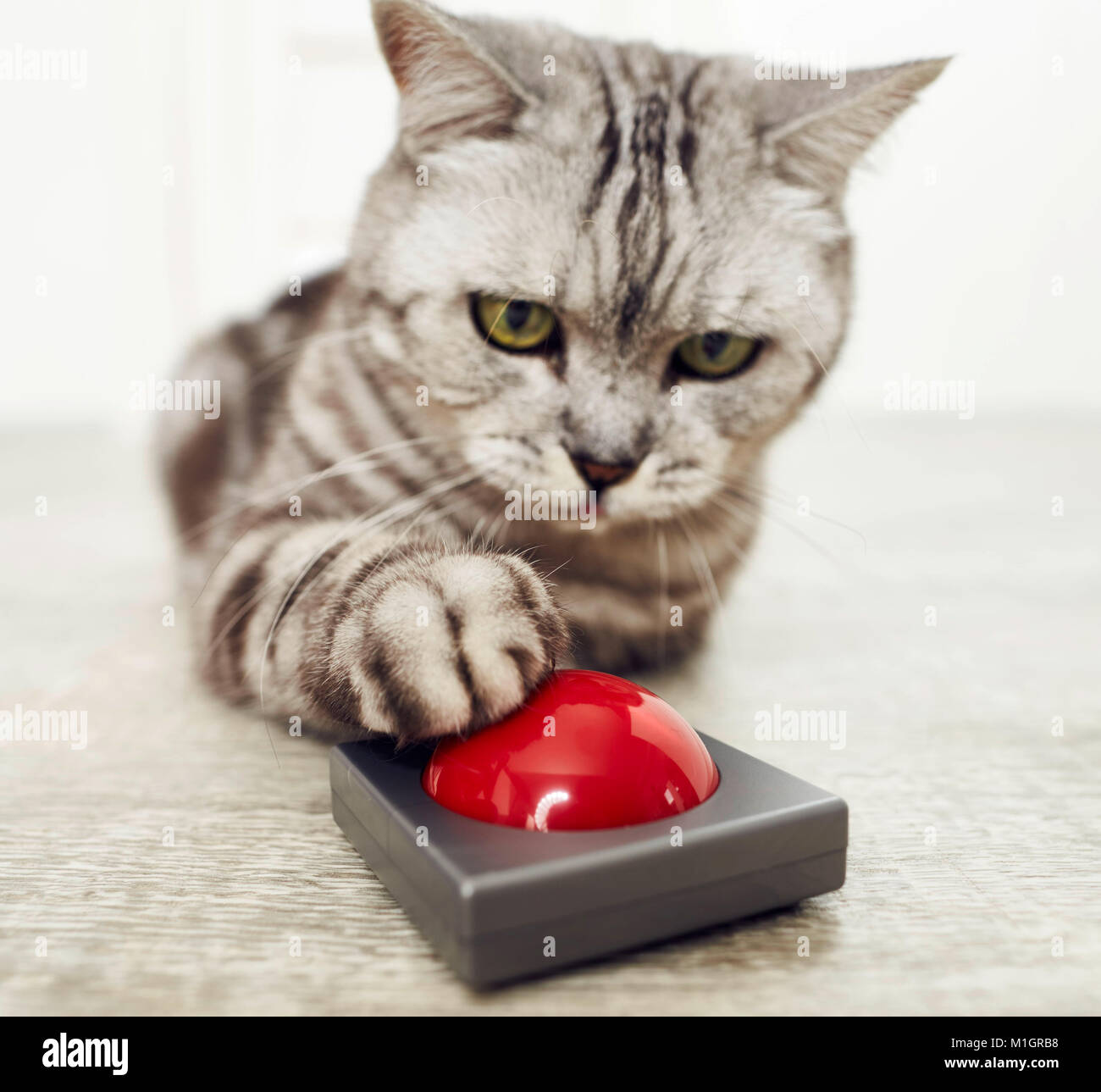 British Shorthair. Tabby gris toucher adultes buzzer. Allemagne Banque D'Images