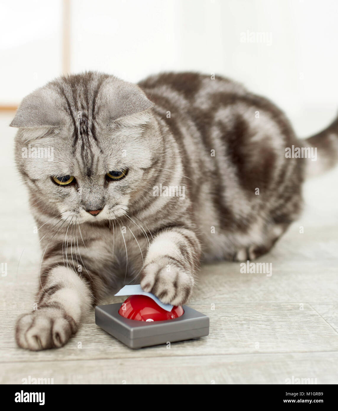 British Shorthair. Tabby gris toucher adultes cible sur un vibreur. Allemagne Banque D'Images