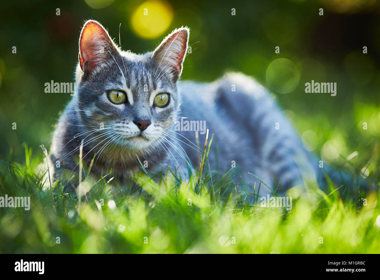 Chat domestique. Adultes tabby gris couché dans l'herbe. L'Allemagne. Banque D'Images