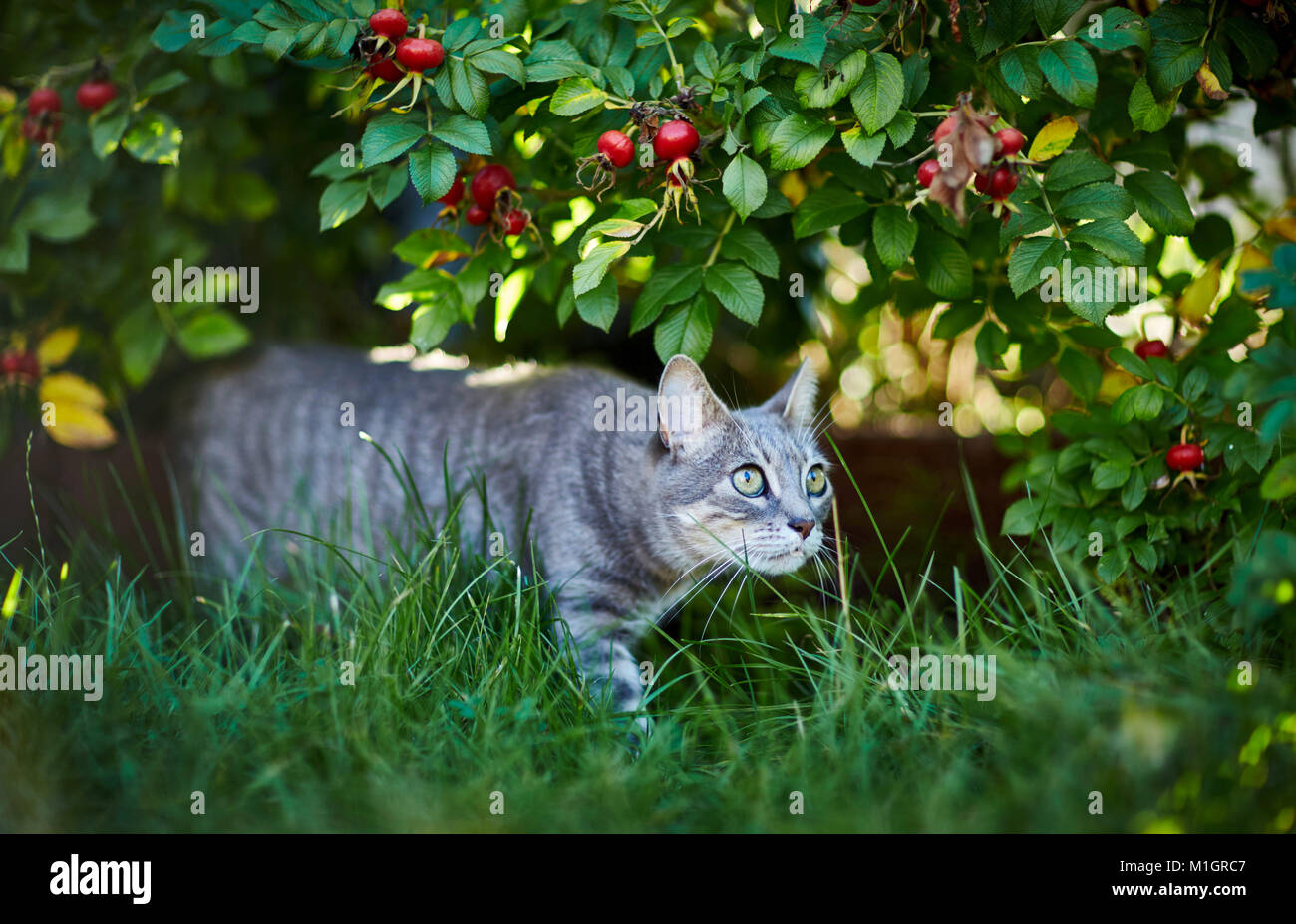 Chat domestique. Adultes tabby gris marche sous un buisson rose avec d'églantier. L'Allemagne. Banque D'Images
