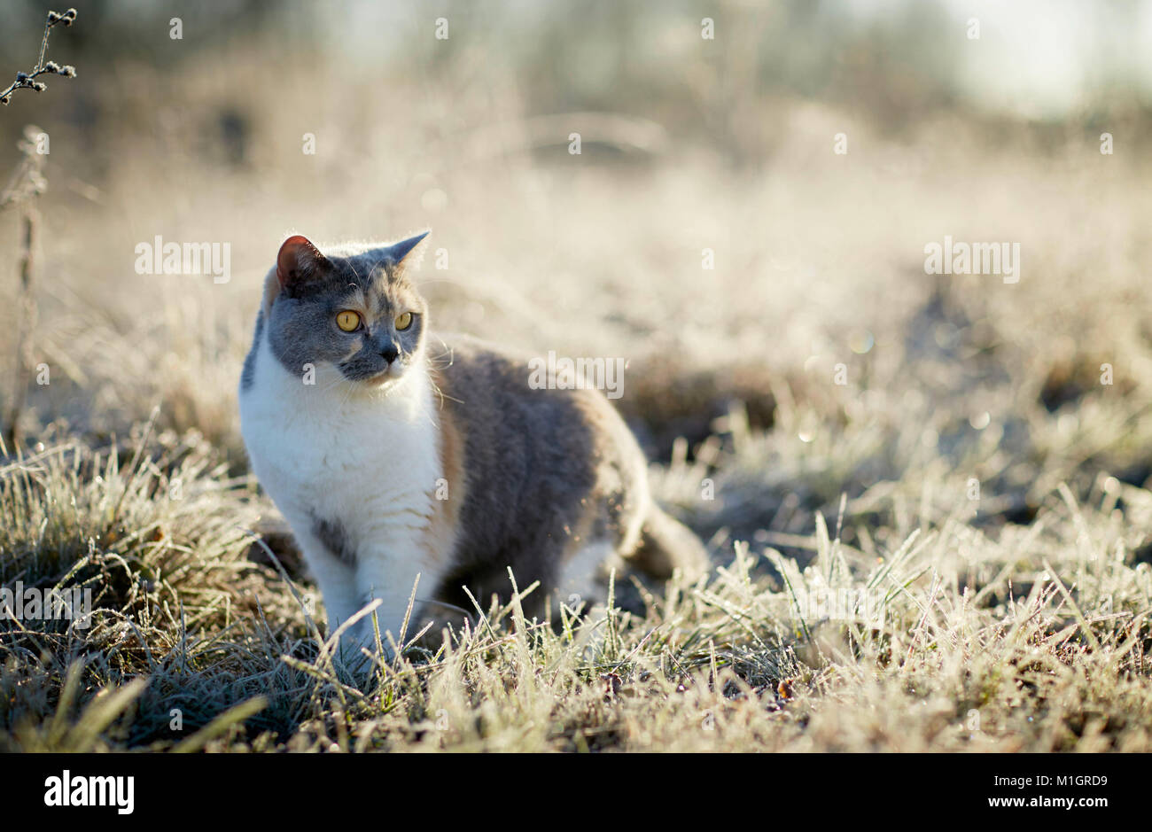 British Shorthair. Chat adulte sur un matin glacial dans un jardin. Allemagne Banque D'Images