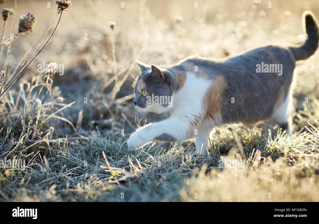 British Shorthair. Chat adulte sur un matin glacial dans un jardin. Allemagne Banque D'Images